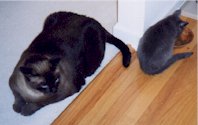 Bandit and Sheldy